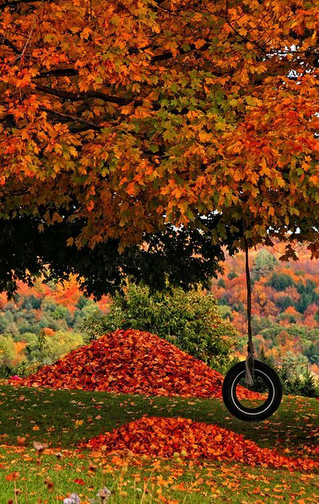 Fall Colors. Tree. Fall. Leaves.  Via Flowers Garden Love