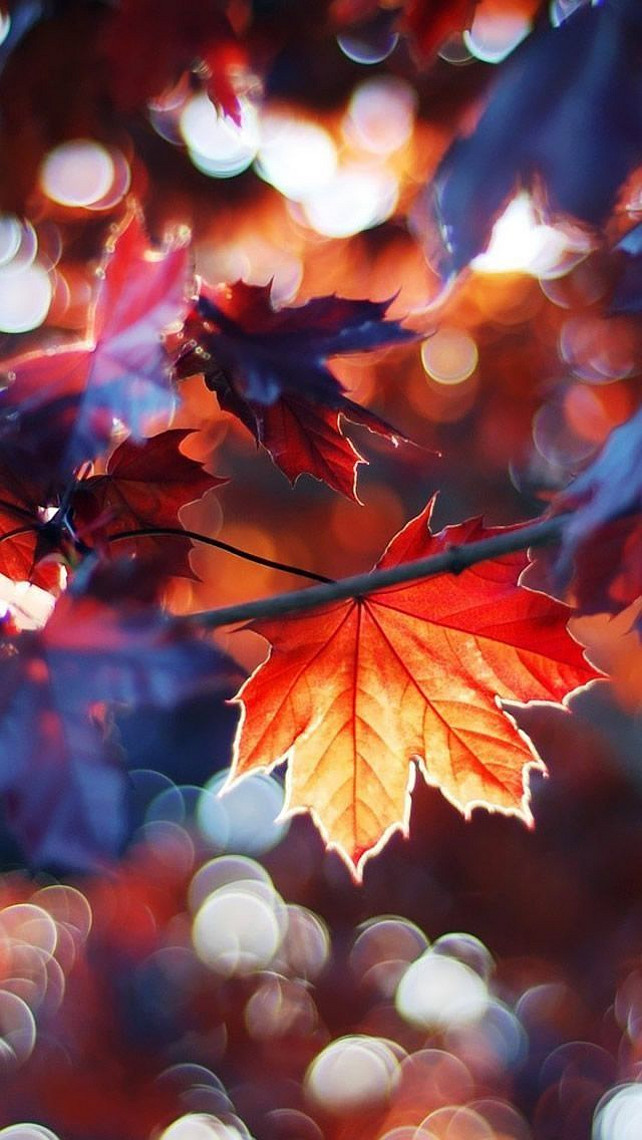Fall. Fall. Leaves. Colors of Fall. #Fall